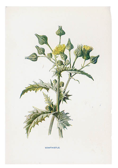 Vintage Flowering Plants Print, Sowthistle in  - LEIF