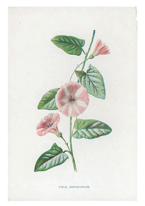 Vintage Flowering Plants Print, Field Convolvulus in  - LEIF