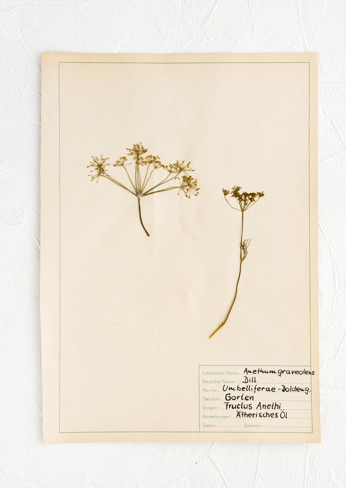 Dried dill specimen preserved on paper, intended for use as artwork