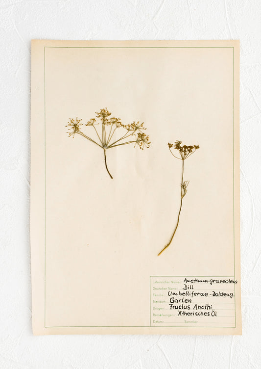Dried dill specimen preserved on paper, intended for use as artwork