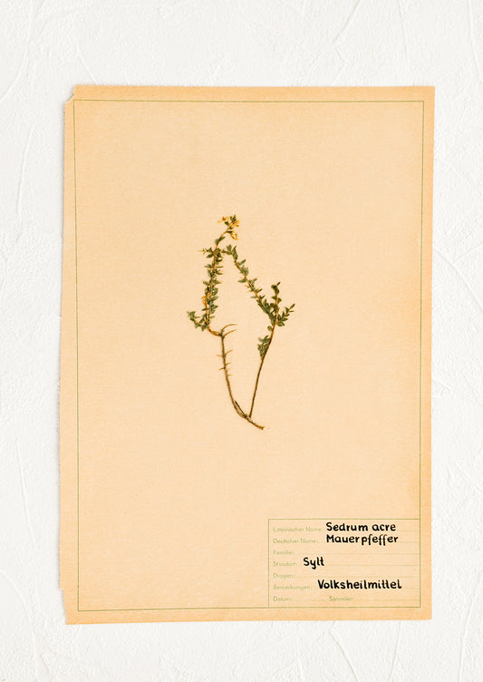 Dried floral specimen taped and preserved on paper, intended for framing
