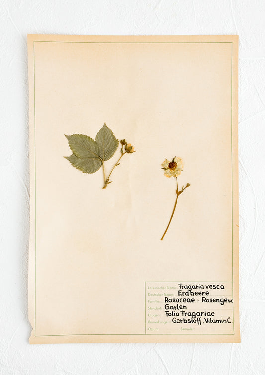 One hundred year old dried floral specimen (wild strawberry) on paper, used as artwork