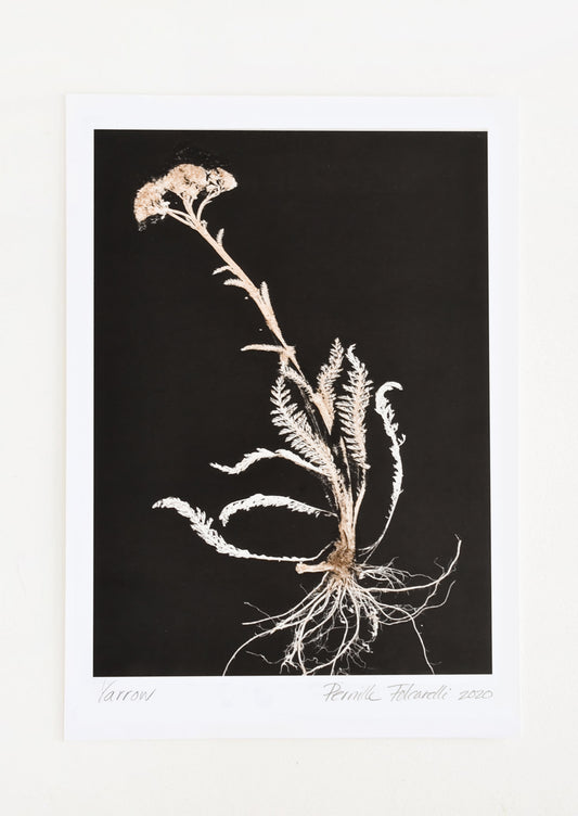 A botanical art print with black background and silhouetted yarrow plant.